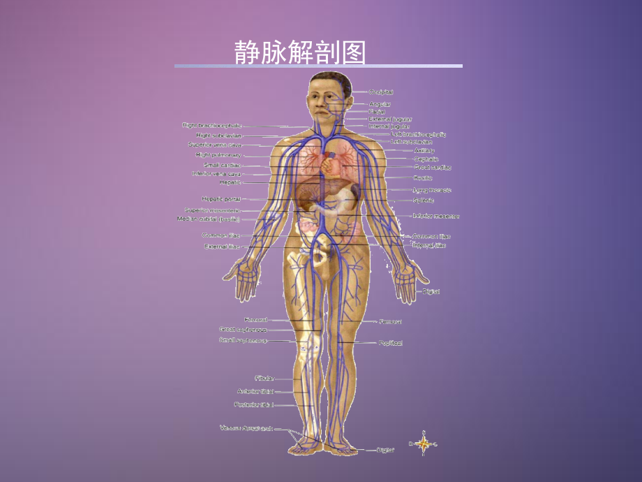 静脉解剖讲解.pptx_第2页