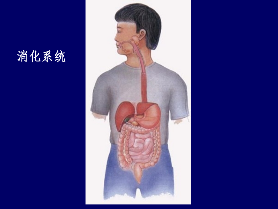 粪便检验.pptx_第2页