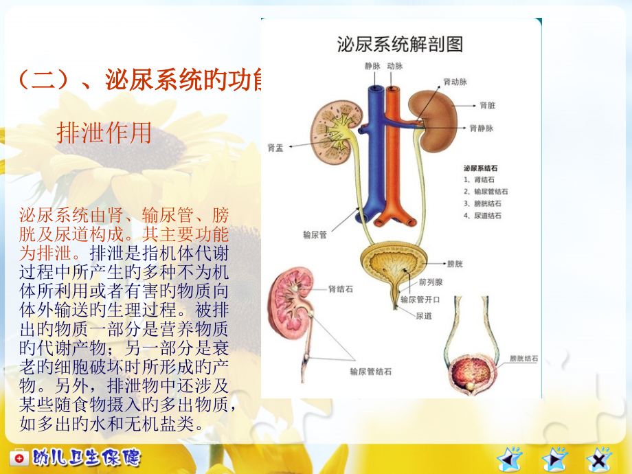 幼儿泌尿系统.ppt_第2页