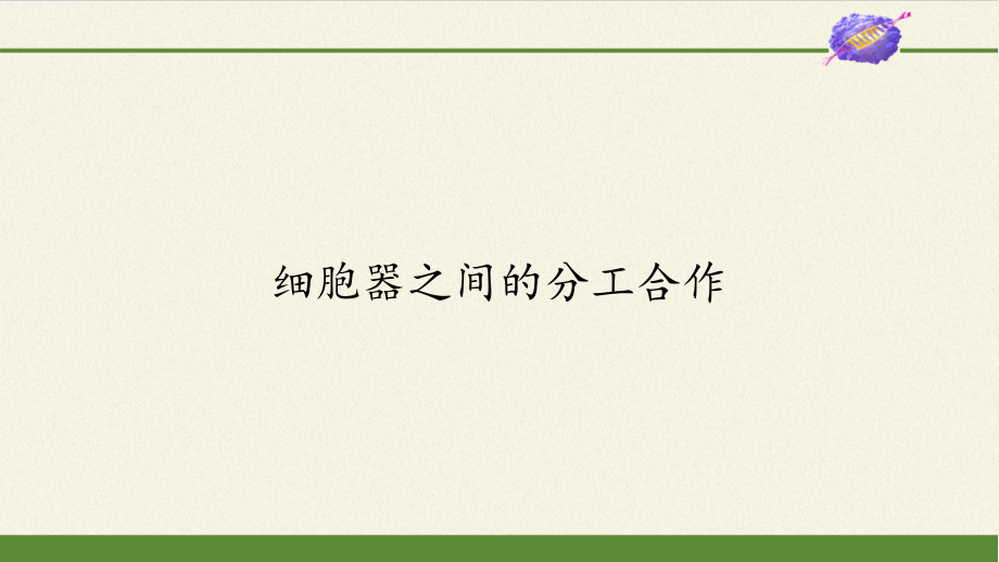 (课件)细胞器之间的分工合作.pptx_第1页