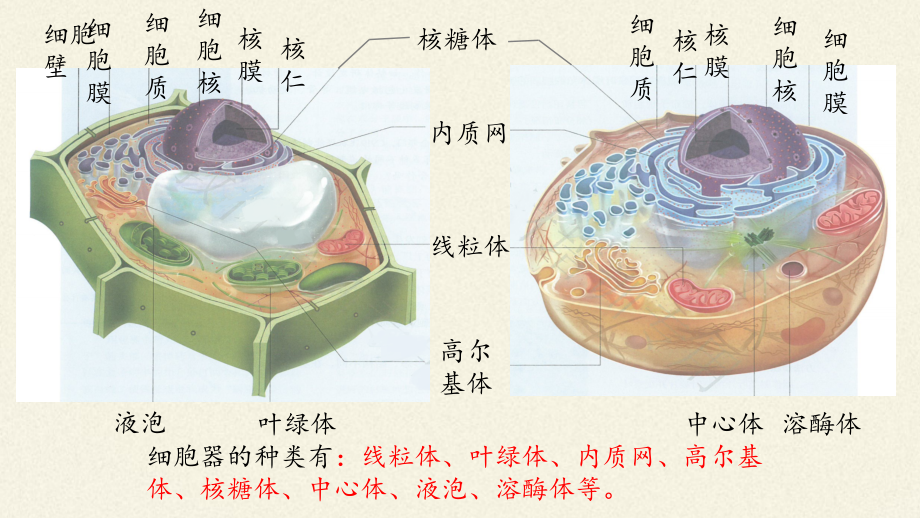 (课件)细胞器之间的分工合作.pptx_第2页
