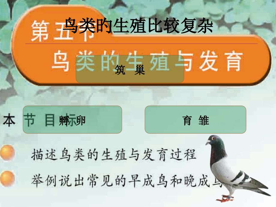 鸟类的生殖与发育.pptx_第2页