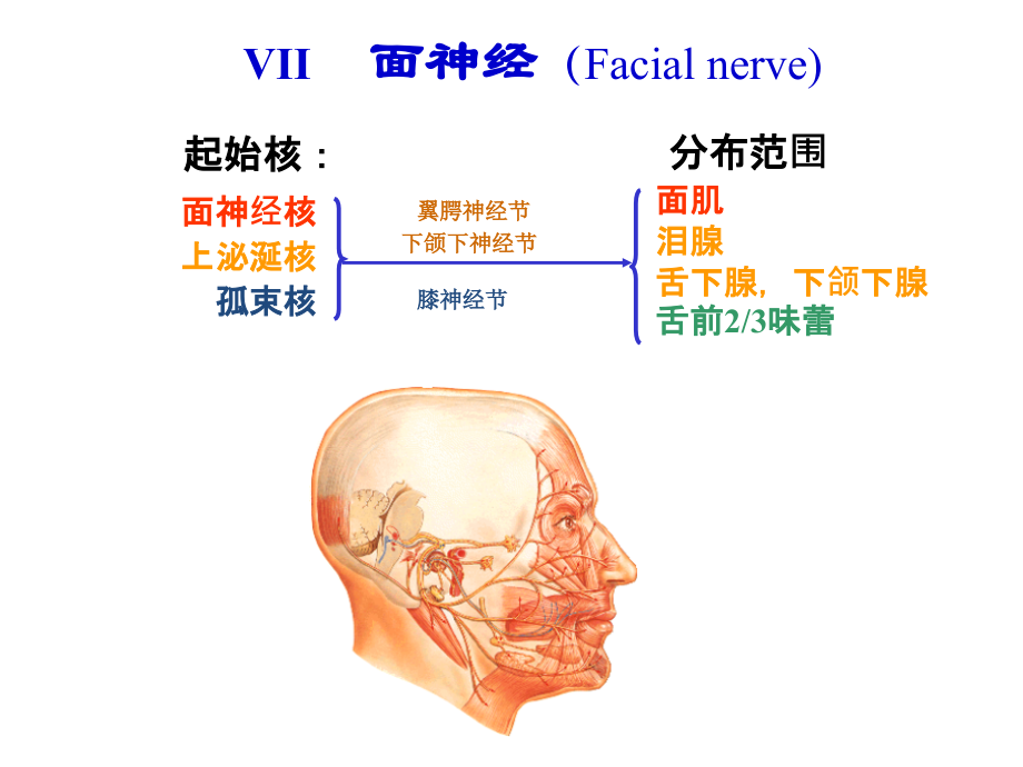 面神经解剖专业医学知识讲座.pptx_第1页