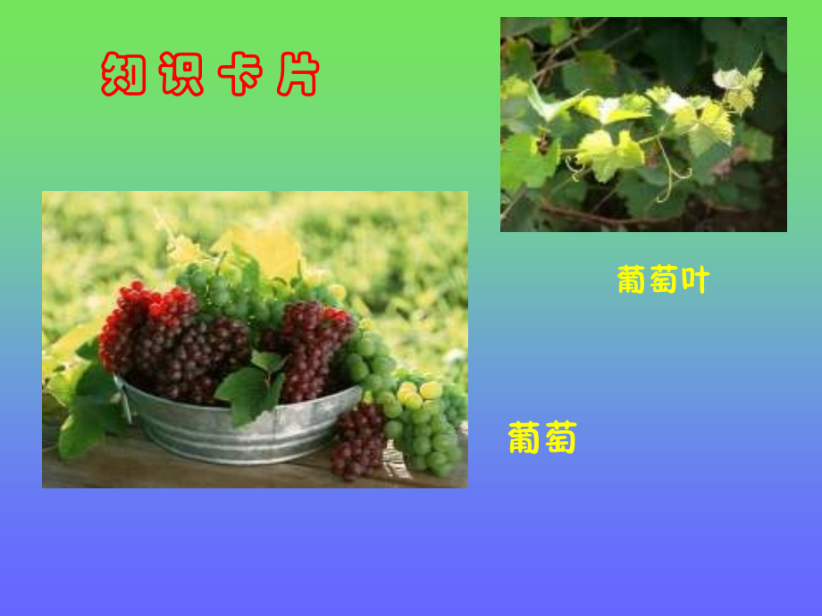 （课堂教学课件2）葡萄叶的梦.ppt_第2页