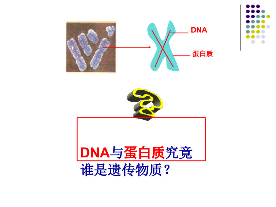 必修二31DNA是主要的遗传物质.pptx_第2页