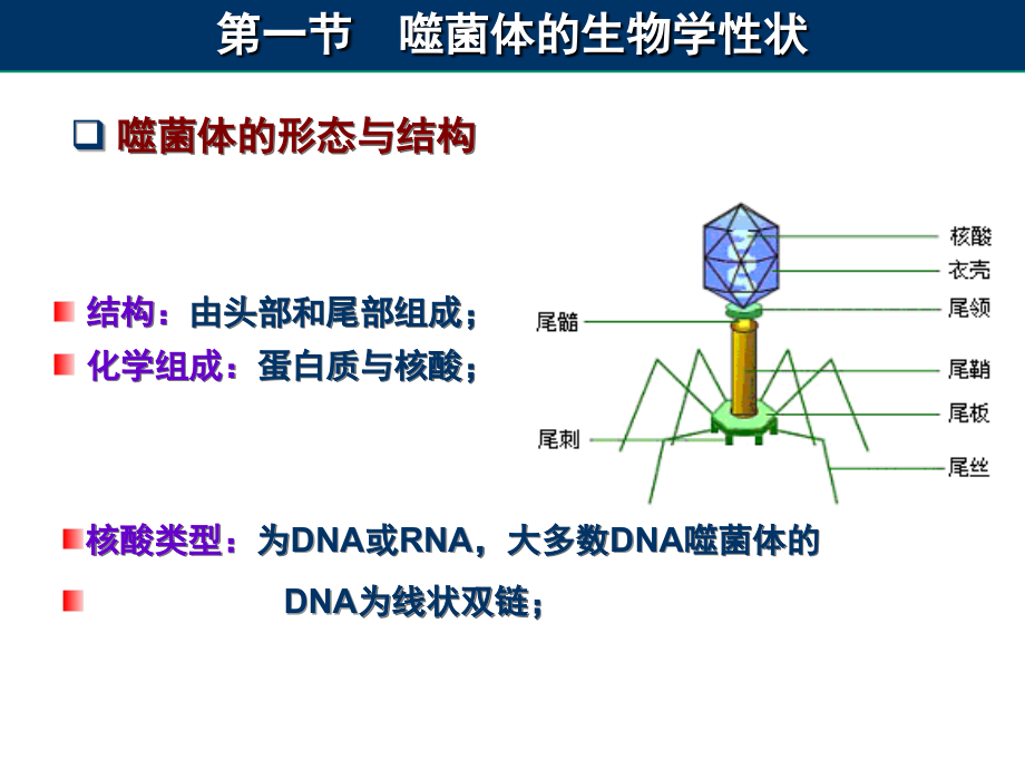 噬菌体专题知识讲座.ppt_第2页