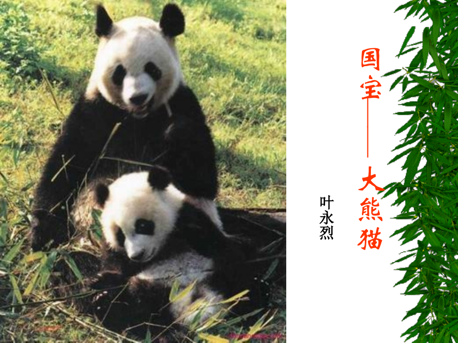 国宝大熊猫课件.ppt_第2页
