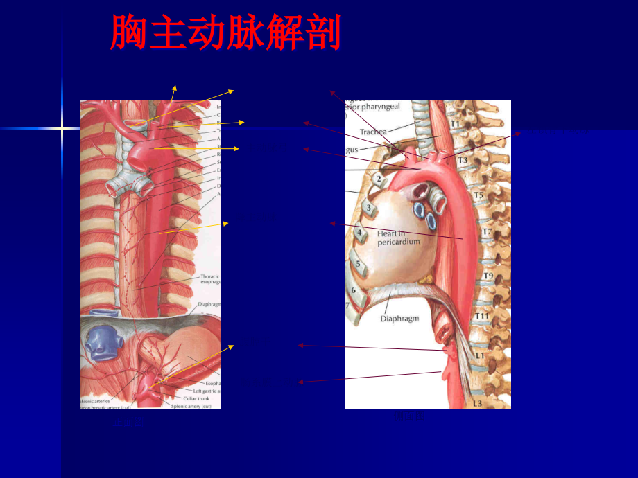 主动脉夹层及腹主动脉瘤CTA影像.pptx_第2页