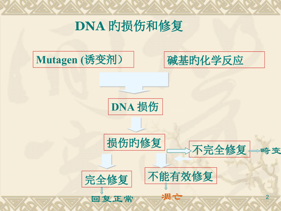 DNA的损伤和修复.pptx_第2页