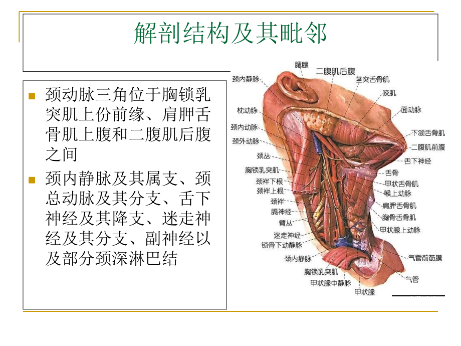颈部血管移位对颈动脉三角区肿瘤定性定位诊疗价值.ppt_第2页