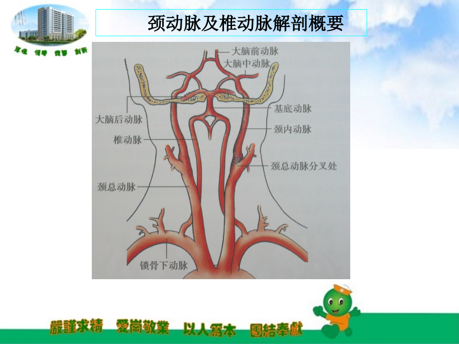 锁骨下动脉盗血综合征.pptx_第2页