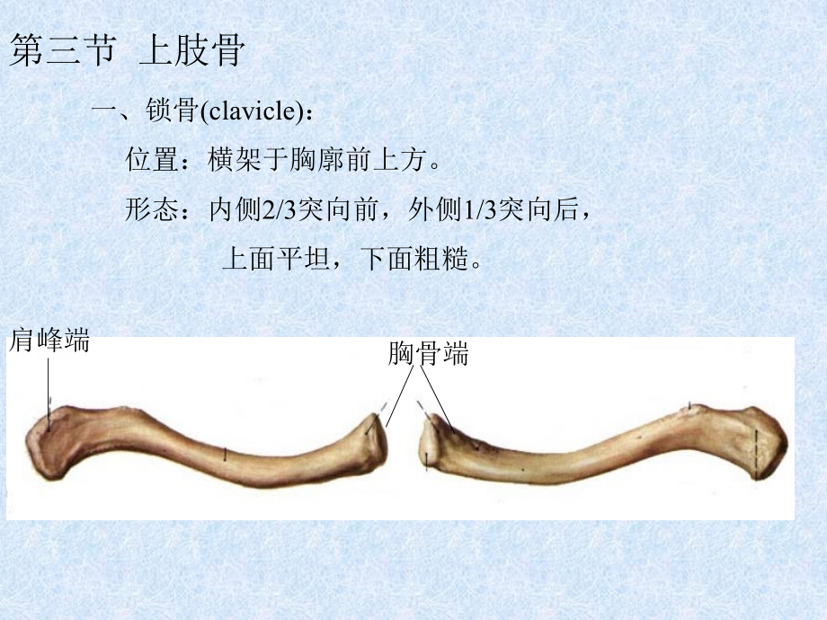 上肢骨和下肢骨.pptx_第2页