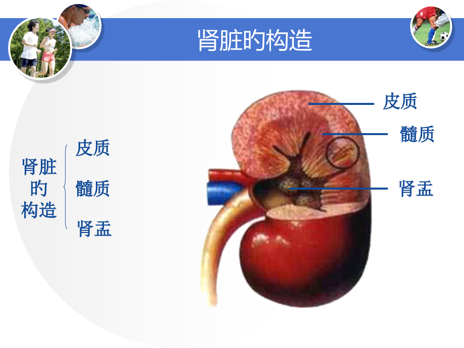 肾脏的结构专题知识专家讲座.ppt_第2页