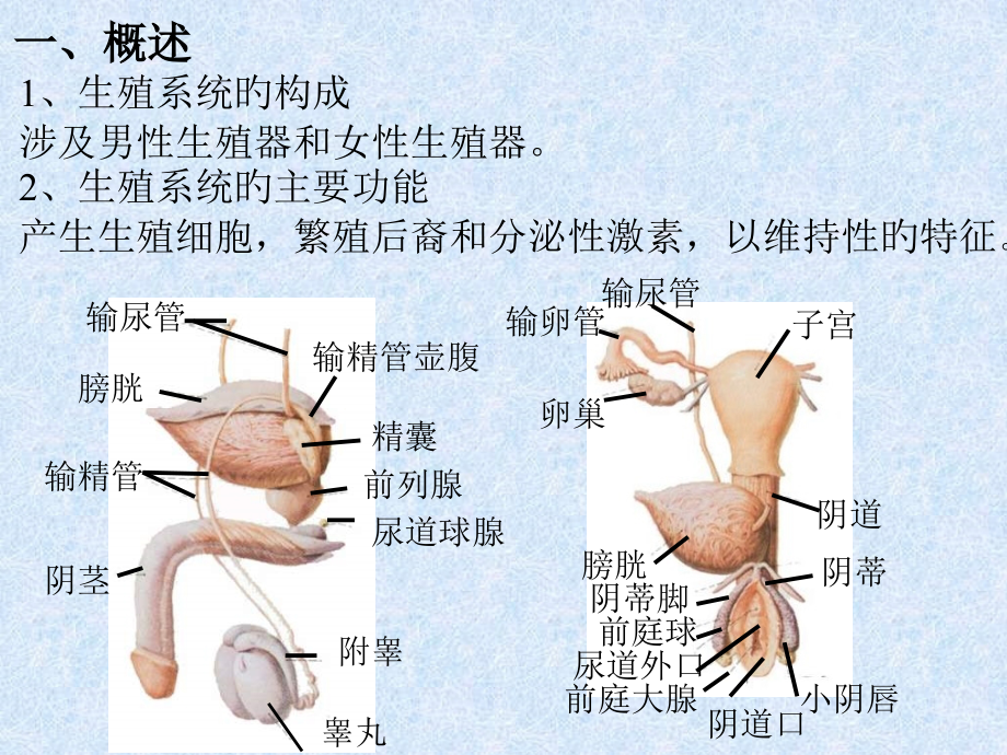 生殖系统.ppt_第2页