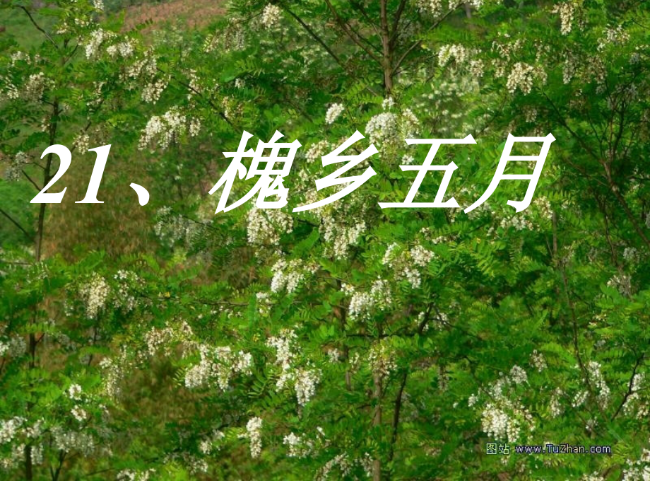 《槐乡五月》课件第一课时.ppt_第1页