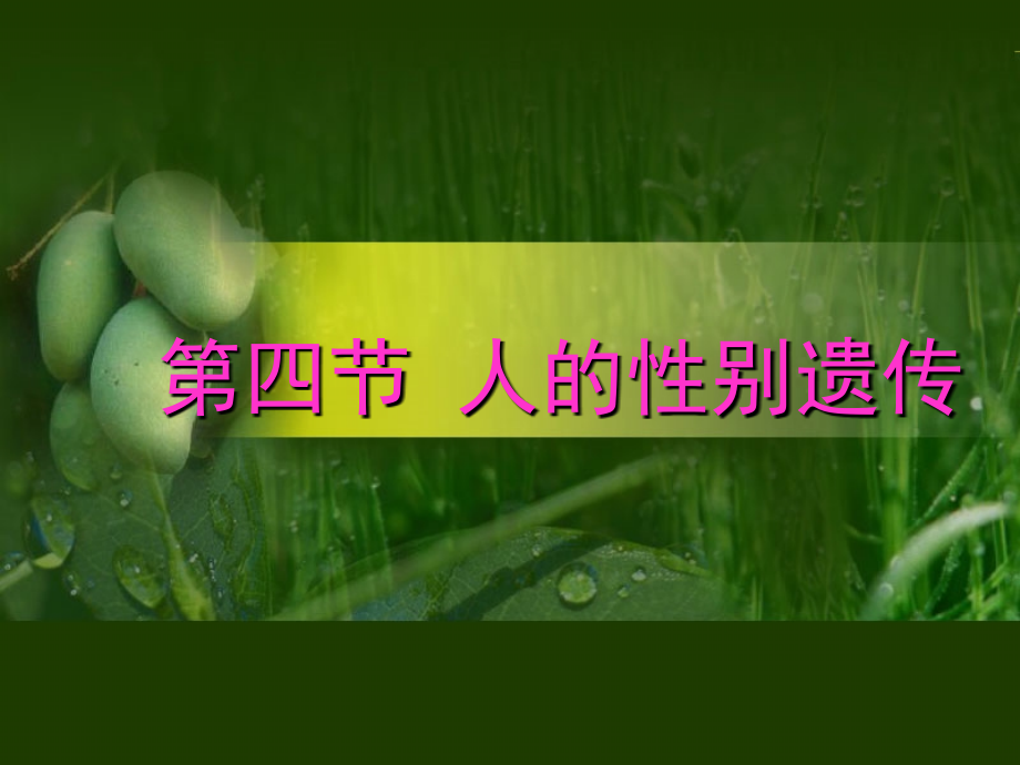 人教版八下第七单元第二章第四节人的性别遗传（共35张PPT）.ppt_第1页