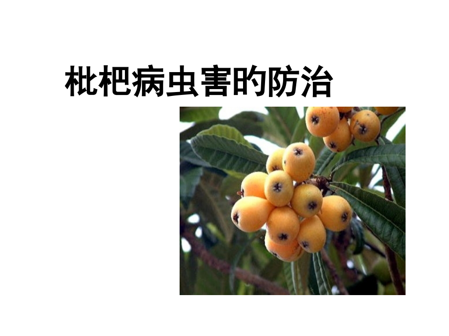 枇杷病虫害的防治.pptx_第2页