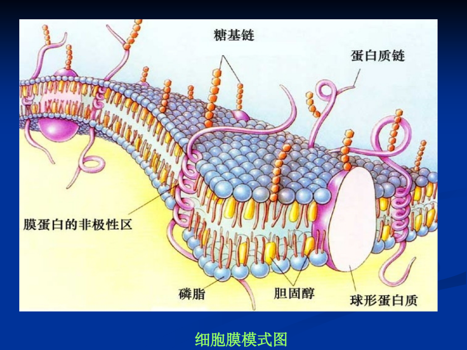 细胞膜结构的研究历程.ppt_第2页