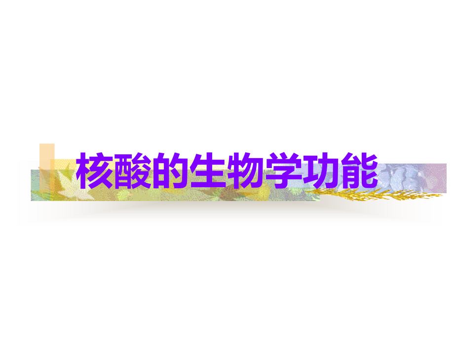 核酸的生物学功能.ppt_第1页