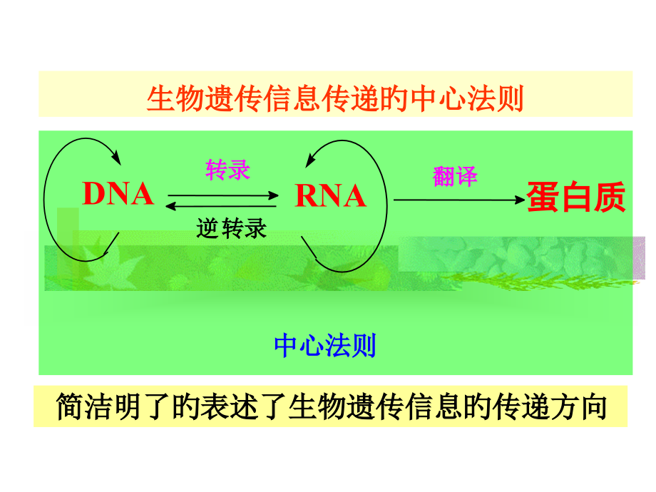 核酸的生物学功能.ppt_第2页