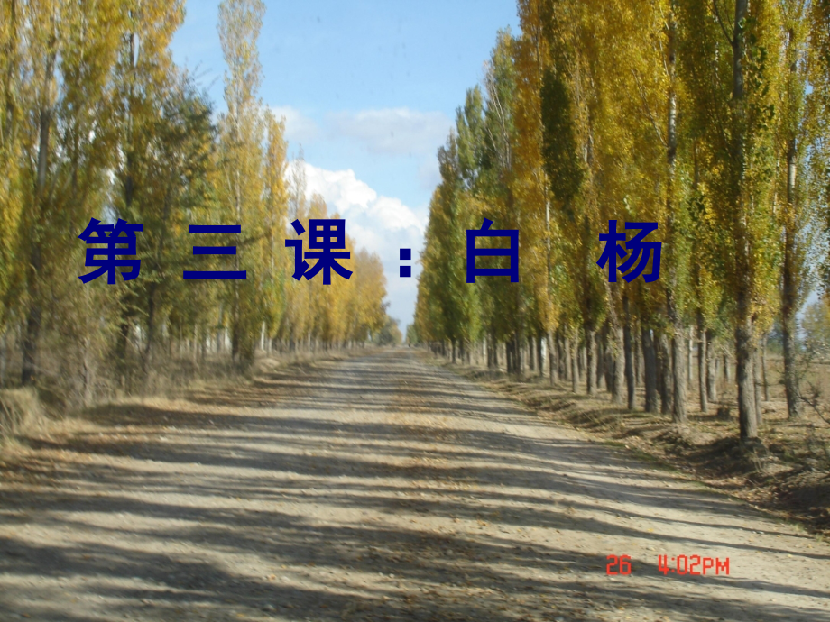 人教版小学五年级语文白杨.ppt_第1页