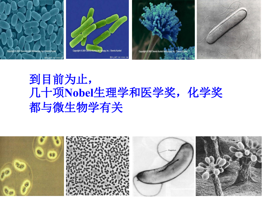 课题微生物的实验室培养.pptx_第2页