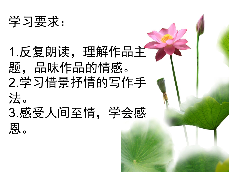 《荷叶母亲》课件.pptx_第2页