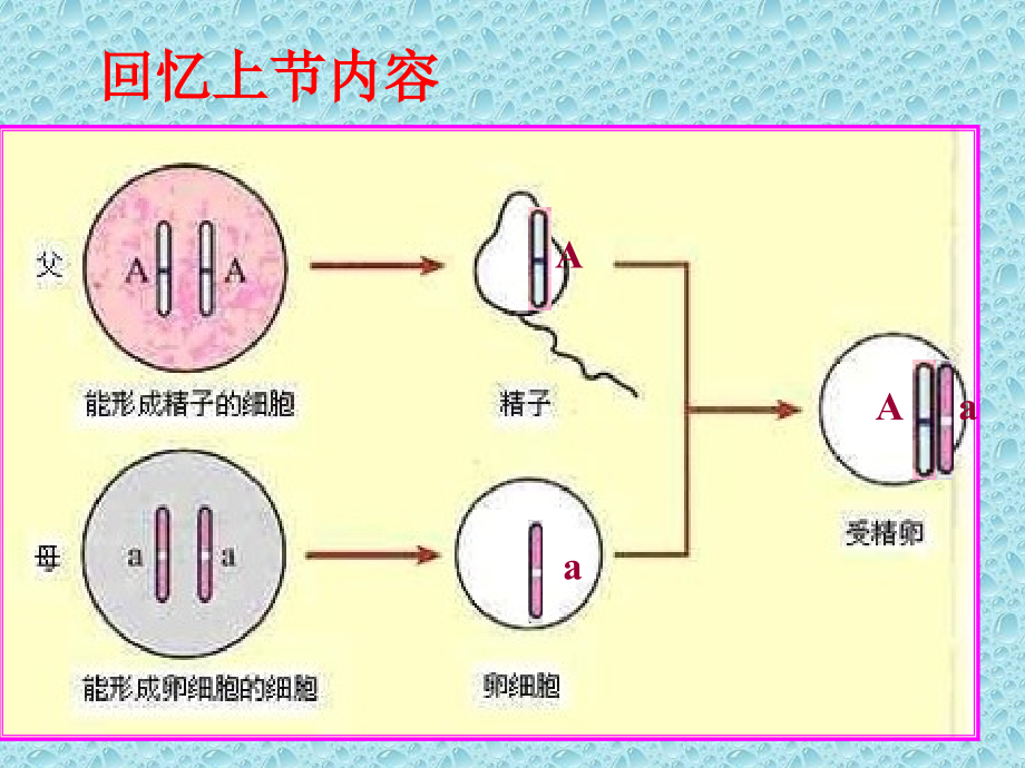 基因的显性和隐性专业资料.pptx_第2页