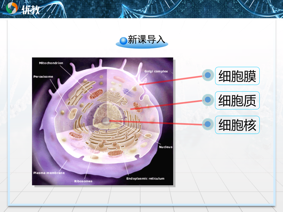 《细胞核——系统的控制中心》课件.ppt_第2页