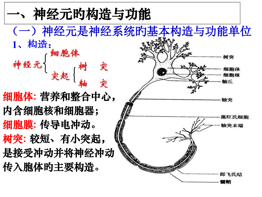 神经系统和神经调节.ppt_第2页