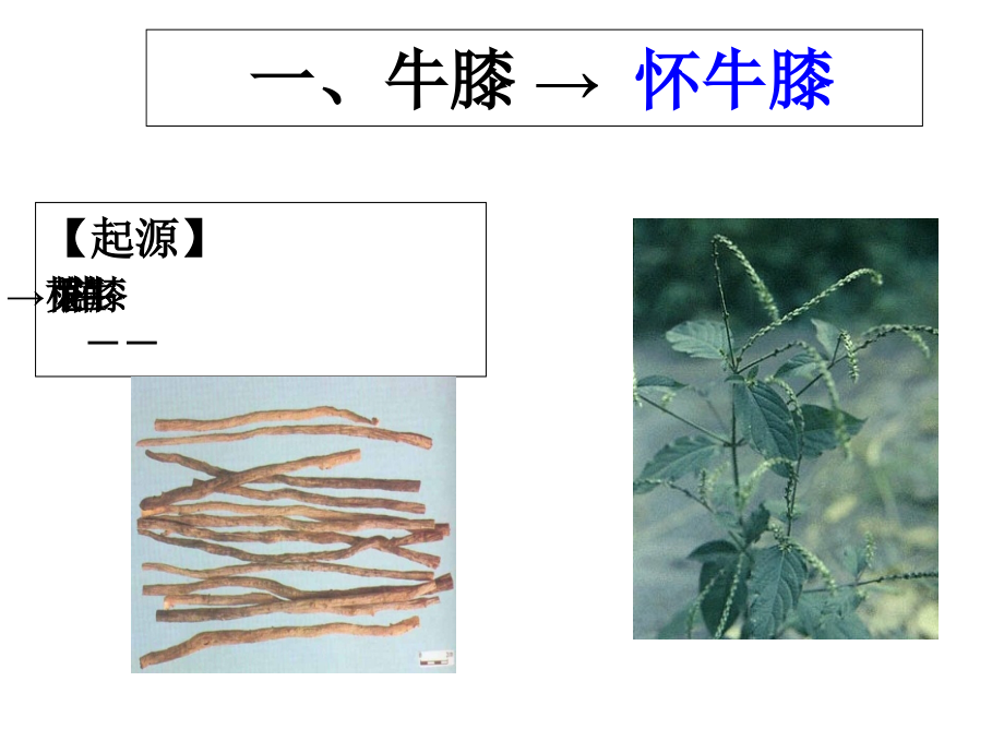 牛膝的生药鉴定.ppt_第2页