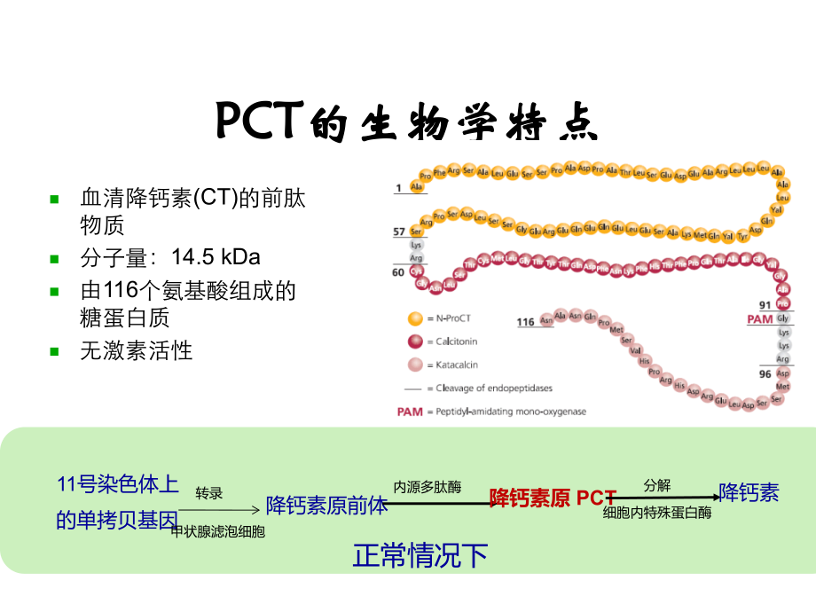 降钙素原的检测原理和溯源性.ppt_第2页