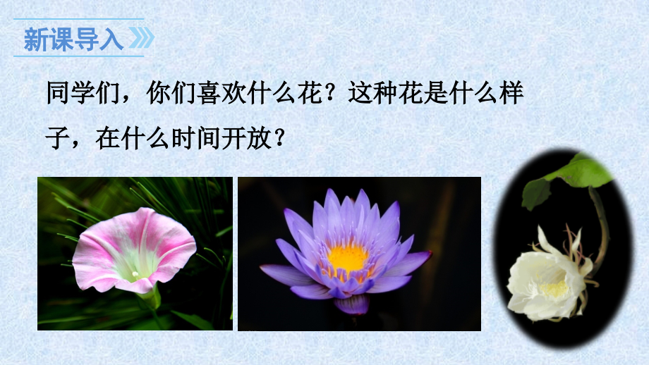《花钟》--人教版三年级语文上册.pptx_第2页