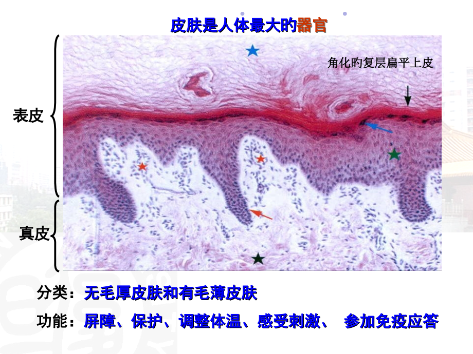 皮肤主题知识.ppt_第2页