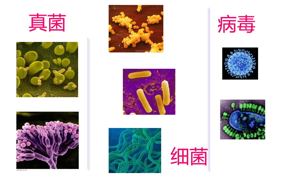 细菌和病毒.ppt_第1页