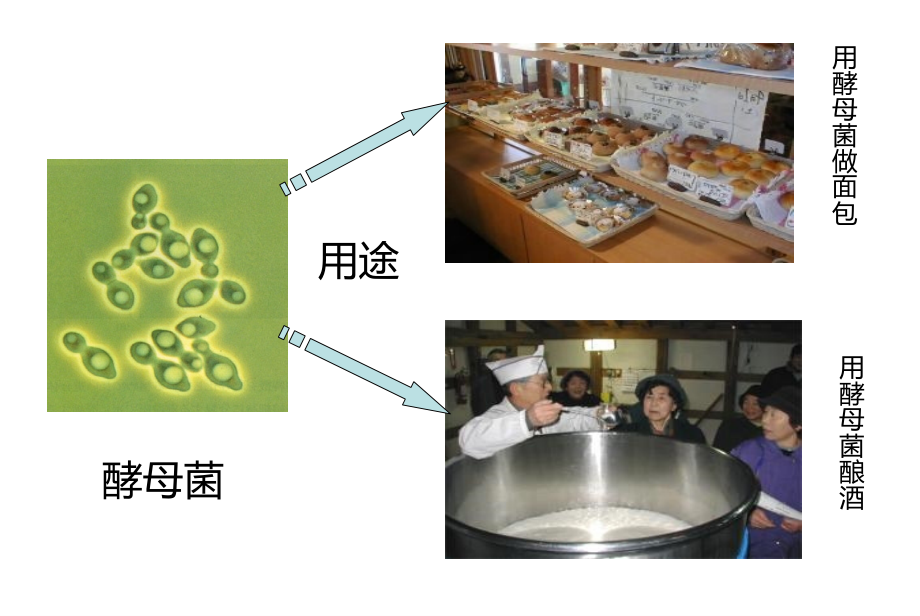细菌和病毒.ppt_第2页