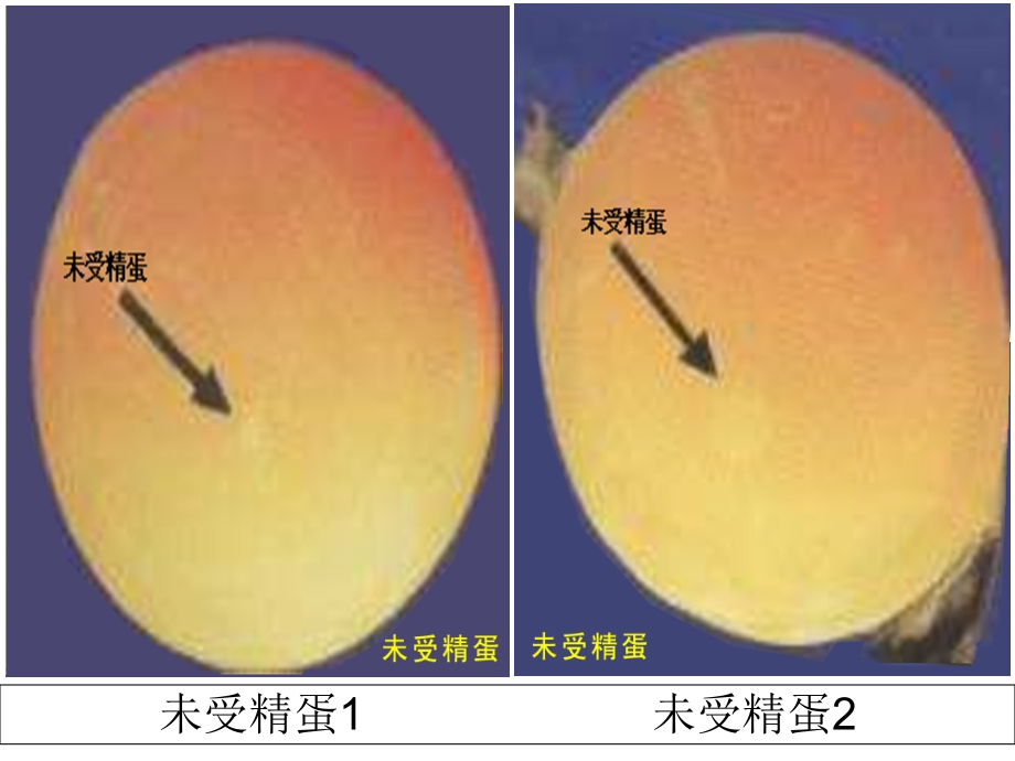 鸡胚发育照蛋和解剖图.ppt_第2页