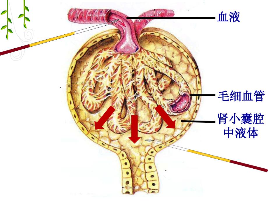 微课课件-肾小球的滤.pptx_第2页