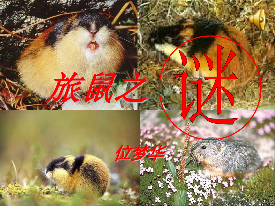 旅鼠之谜课件.pptx_第1页