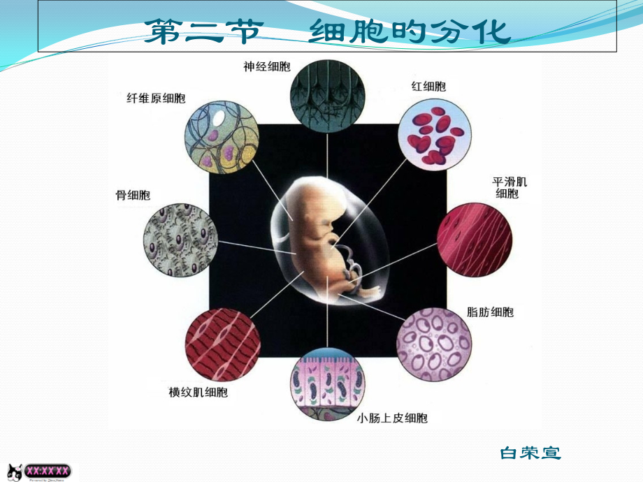 细胞的分化讲座.pptx_第1页