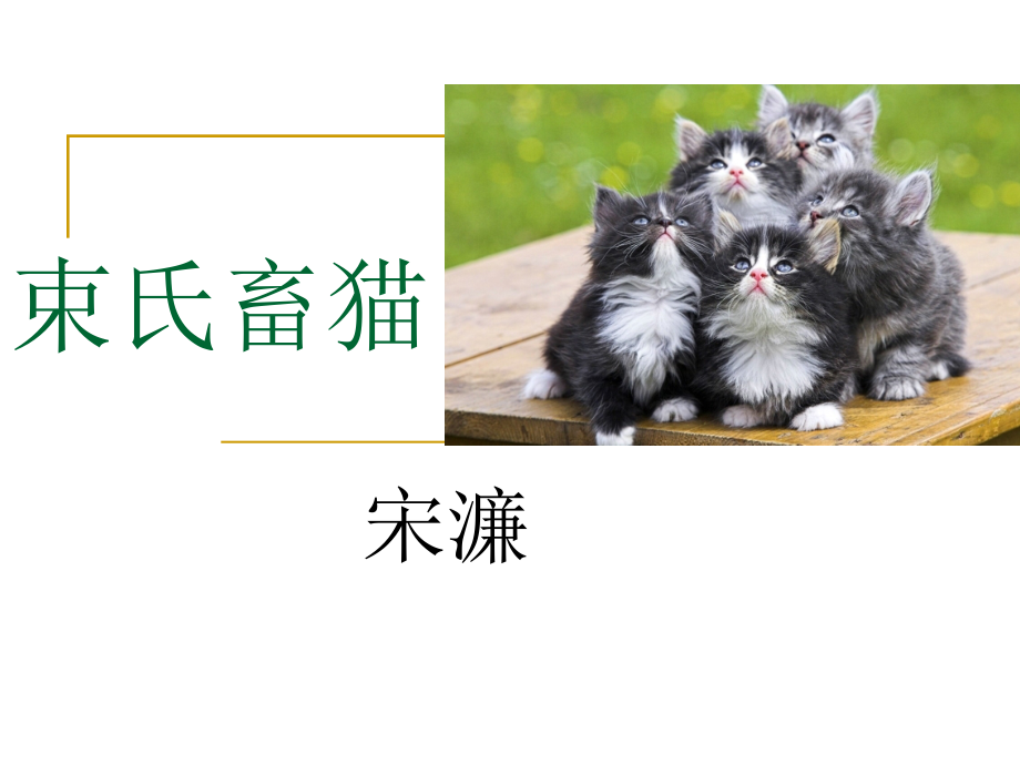束氏蓄猫-.ppt_第1页