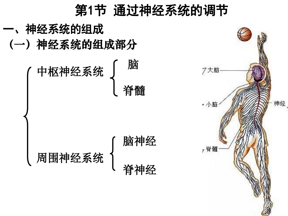 必修三第二章第一节---通过神经系统调节.ppt_第2页