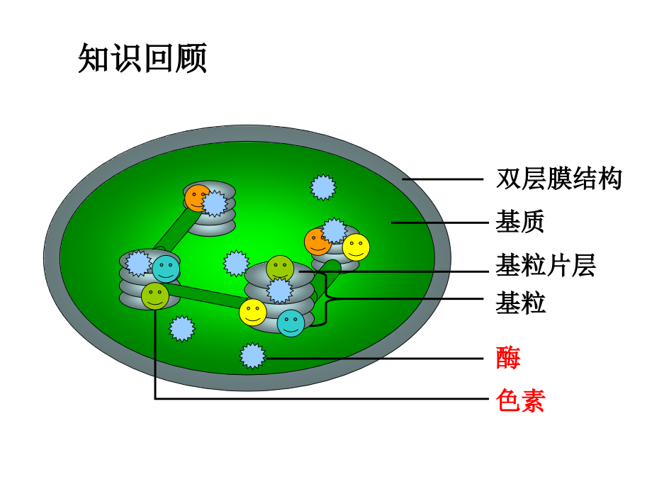 说课用课件光合作用1.ppt_第2页
