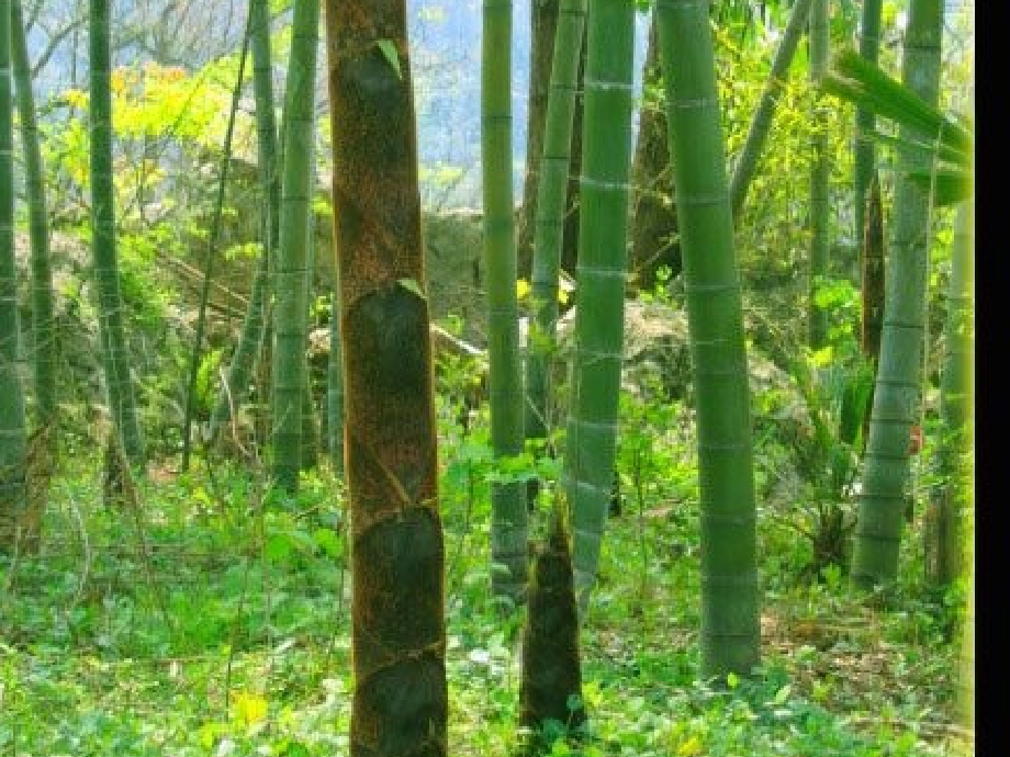 笋芽儿 (2).ppt_第2页