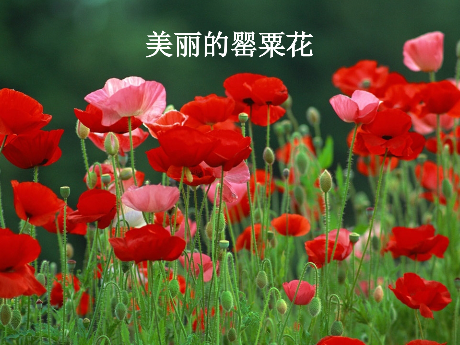 初中禁毒主题班会.ppt_第2页