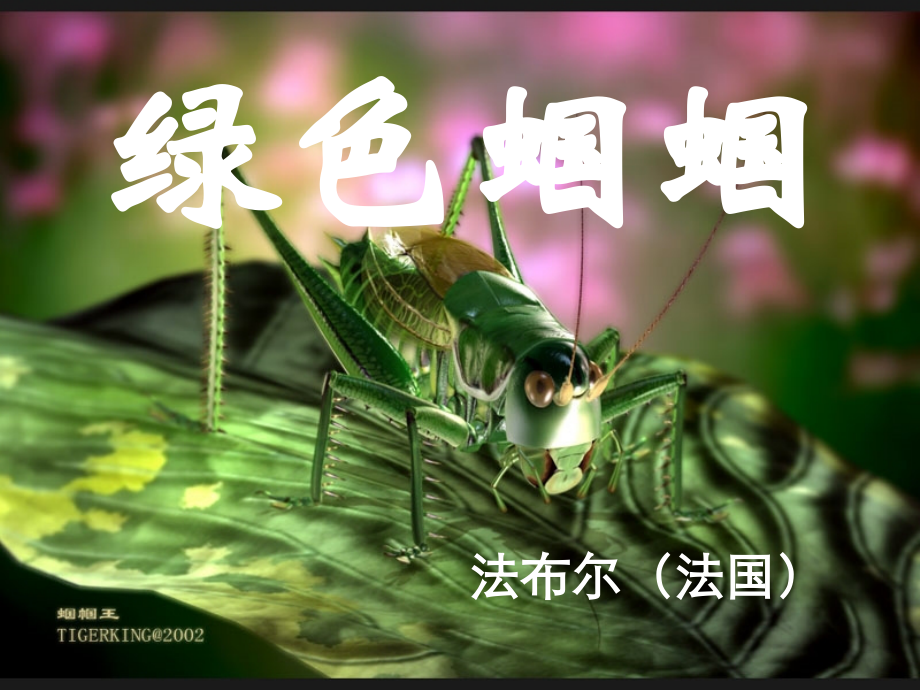 绿色蝈蝈 (4).ppt_第2页