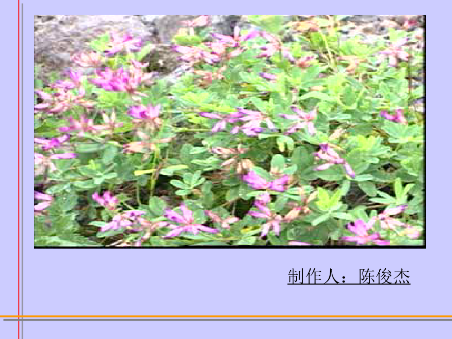 《古诗两首·咏柳》课件【11页】.ppt_第1页