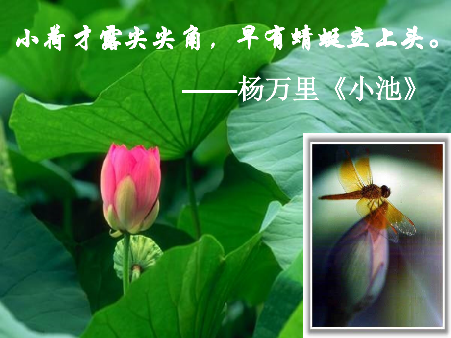 《爱莲说》修正稿.ppt_第1页
