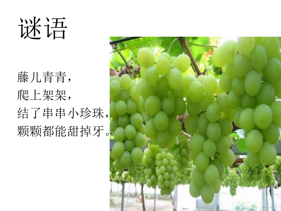 二年级下葡萄沟课件.ppt_第1页