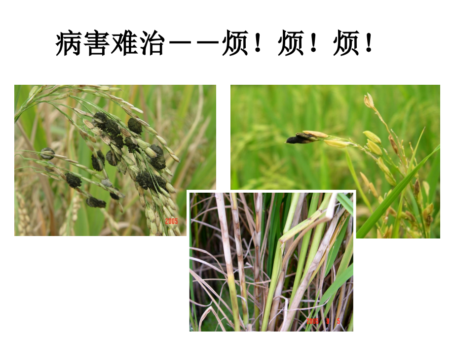 水稻病虫害防治(农户版).ppt_第2页